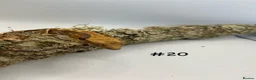 Gecko reptiles for sale: Adult, Juvenile and Lilly White Crested Geckos - Advert 40