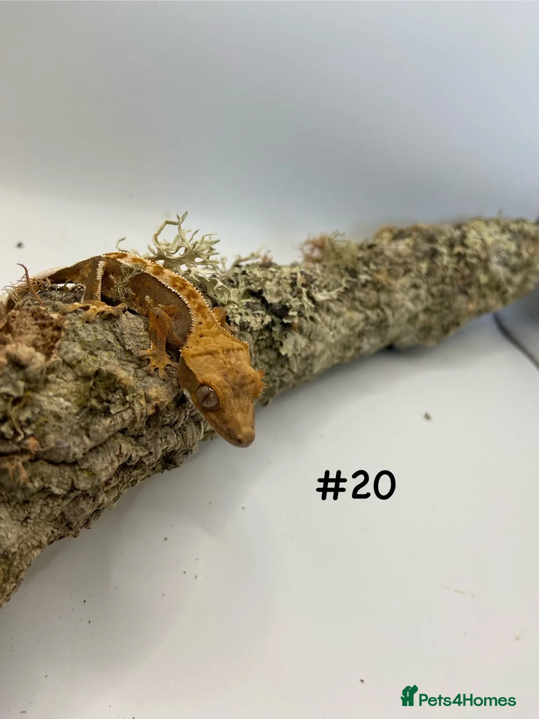 Gecko reptiles for sale: Adult, Juvenile and Lilly White Crested Geckos - Advert 40