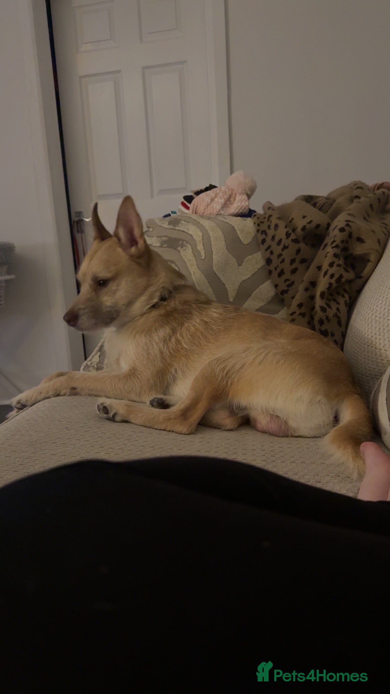 Mixed Breed dogs Cookie - Advert 4