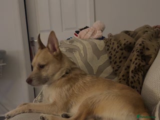 Mixed Breed dogs Cookie - Advert 8