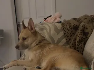 Mixed Breed dogs Cookie - Advert 4