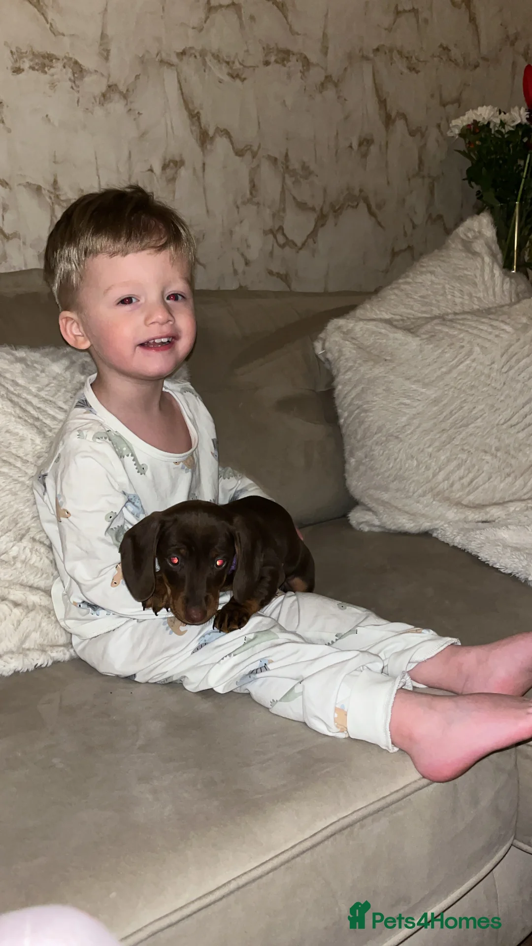 Miniature Dachshund dogs for sale: Miniature dachshund  in Birmingham - Advert 5