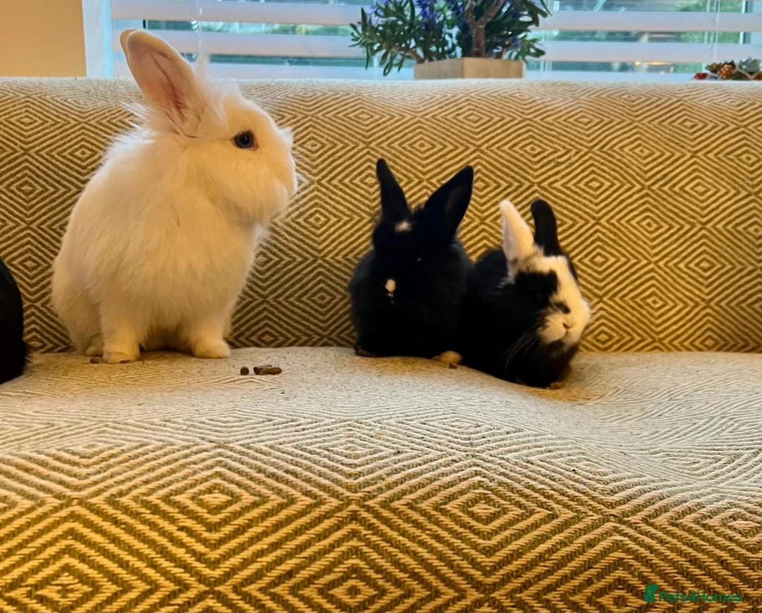 Mini Lion Lop rabbits for sale: Adorable Mini Lion Lops - Advert 2