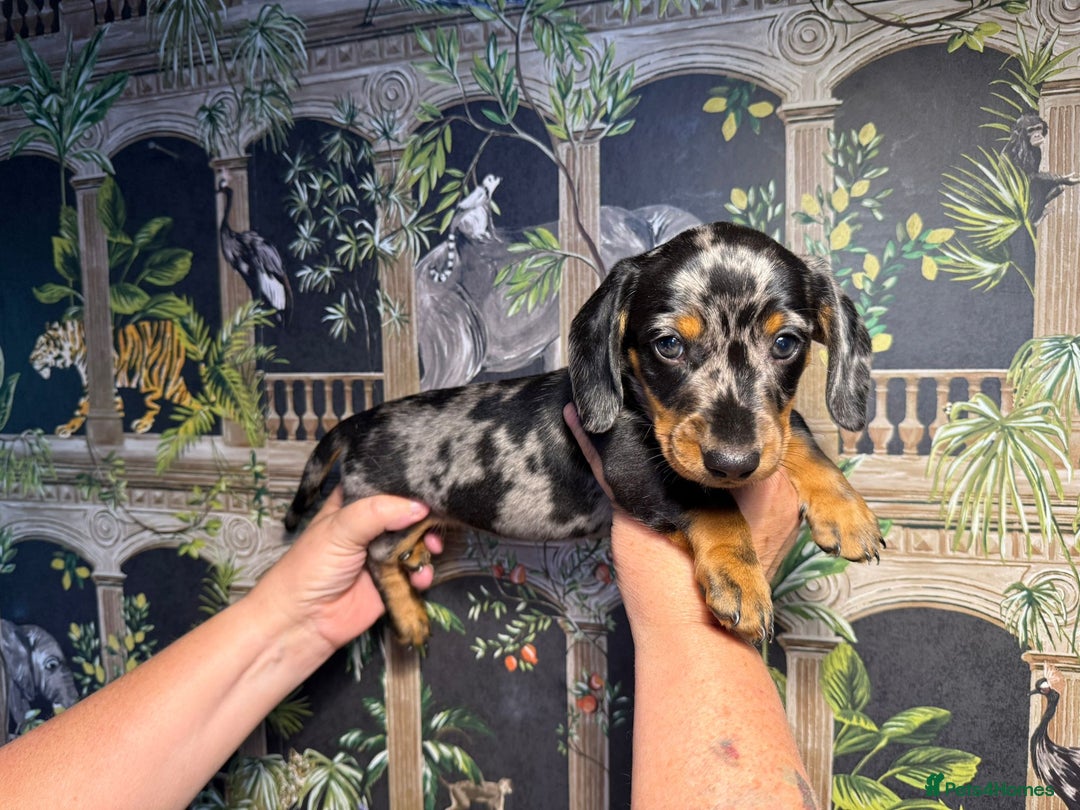 Miniature Dachshund dogs for sale: Stunning Unique Miniature Dachshund Puppies  - Image 19