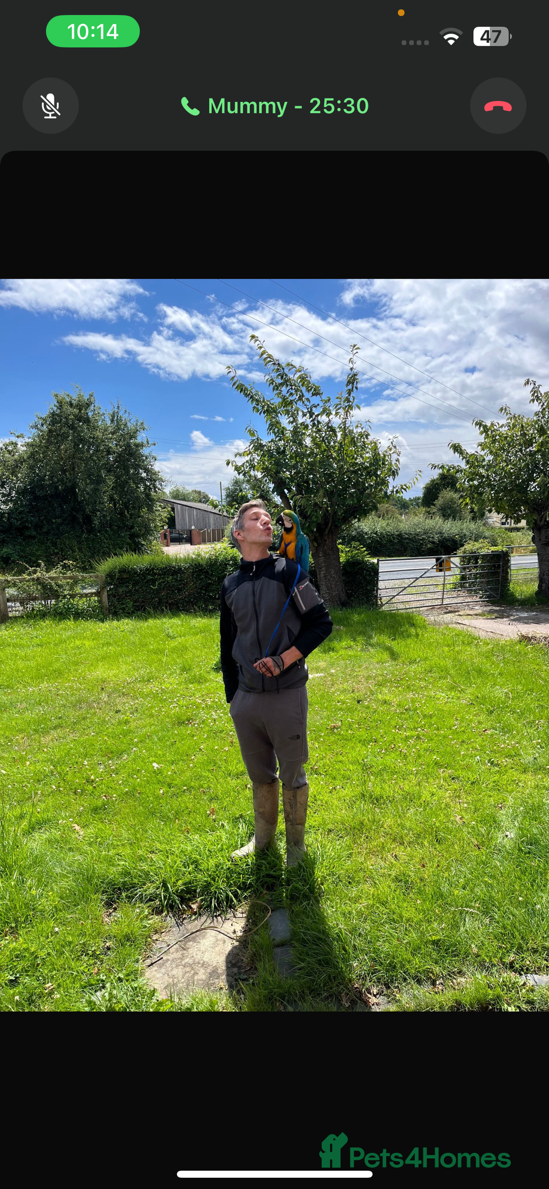 Macaws birds for sale: Blue and gold  - Advert 2