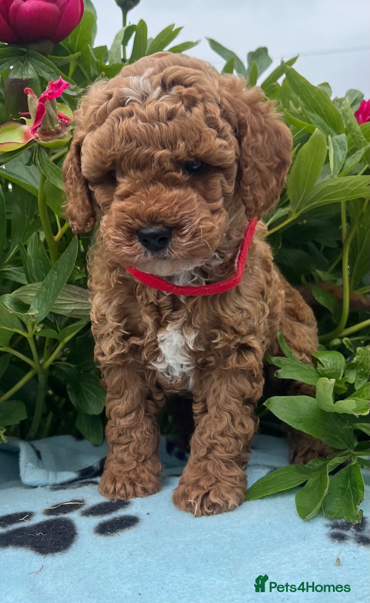 Cavapoochon dogs Cavapoochon puppies  - Advert 1