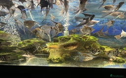 Angelfish fish for sale: Young Angel Fish - Image 6