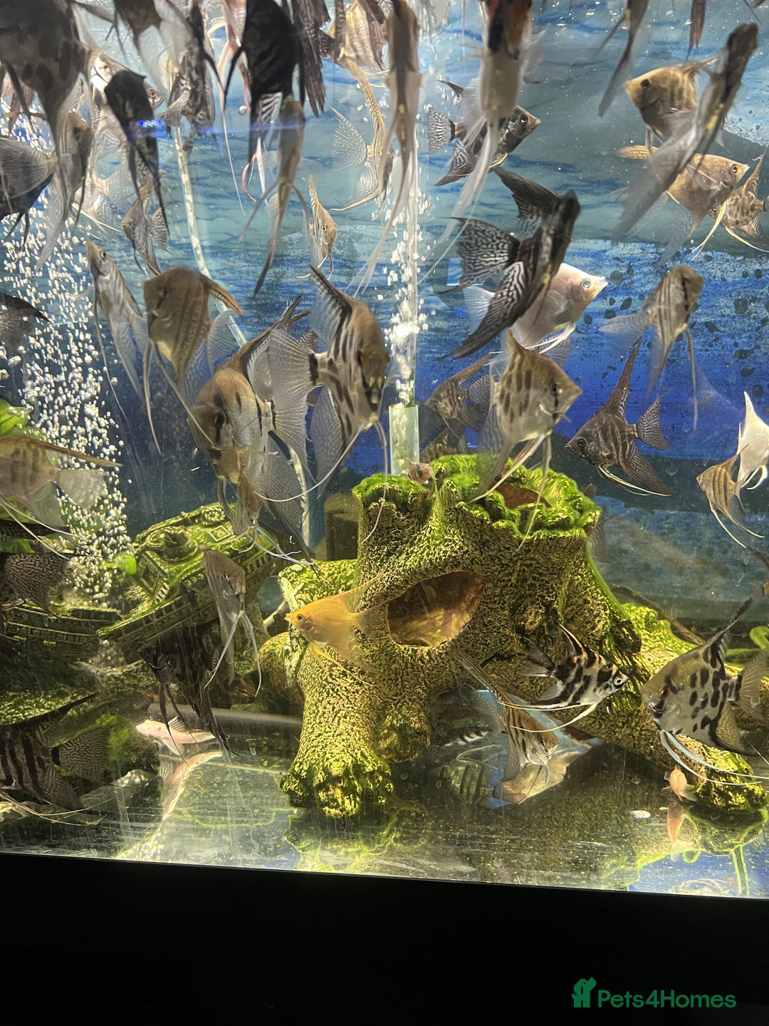 Angelfish fish for sale: Young Angel Fish - Image 6