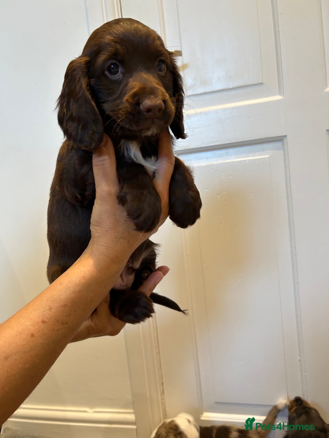Cocker Spaniel dogs for sale: Super rare and unique show type dna tested Kc reg  - Image 27