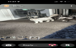 Persian cats for sale: Persian x ragoll - Image 4