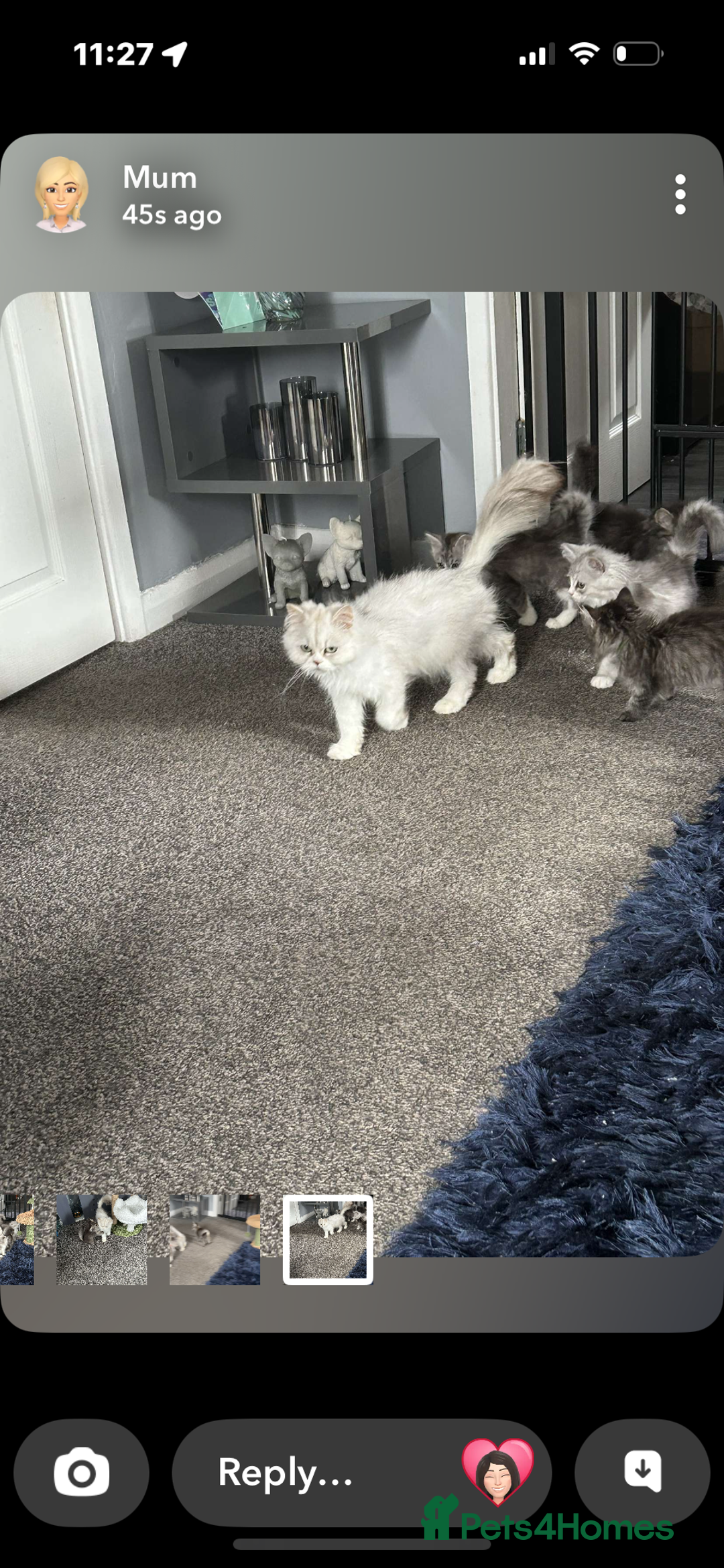 Persian cats for sale: Persian x ragoll - Image 4