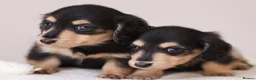 Miniature Dachshund dogs for sale: 5*Licensed+KCreg+PRAClear+Vetchecked+BLACK&CREAM - Advert 22