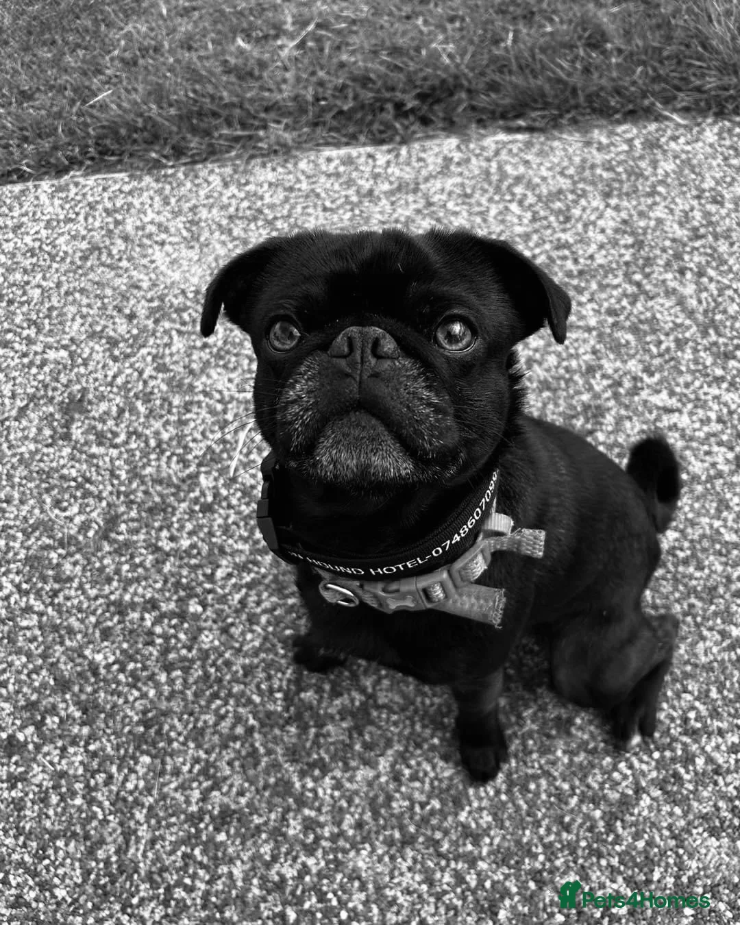 Pug dogs for stud: Boy ready to stud  - Advert 6