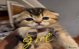 Scottish Fold cats for sale: Scottish Fold Kittens - Image 26