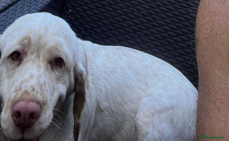 Clumber Spaniel dogs - Advert 1