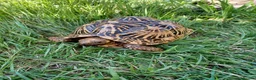 Tortoise reptiles for sale: Adult Breeding FEMALE INDIAN STAR TORTOISE  - Advert 12