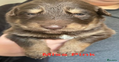 German Shepherd dogs - Advert 2