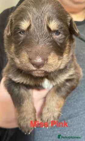 German Shepherd dogs - Advert 5