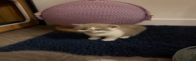 British Shorthair 2