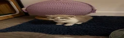British Shorthair cats for sale: BSH kittens 💝 5 🌟🌟🌟🌟🌟 - Advert 21