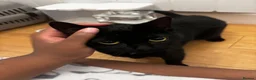 Mixed Breed cats for sale: Venus in Leicester - Advert 5
