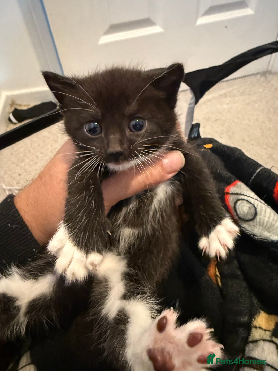American Curl cats for sale: 4 littens - Image 4