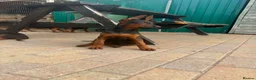 Chinese Red Dog dogs for sale: Chinese red dog puppies  - Advert 4