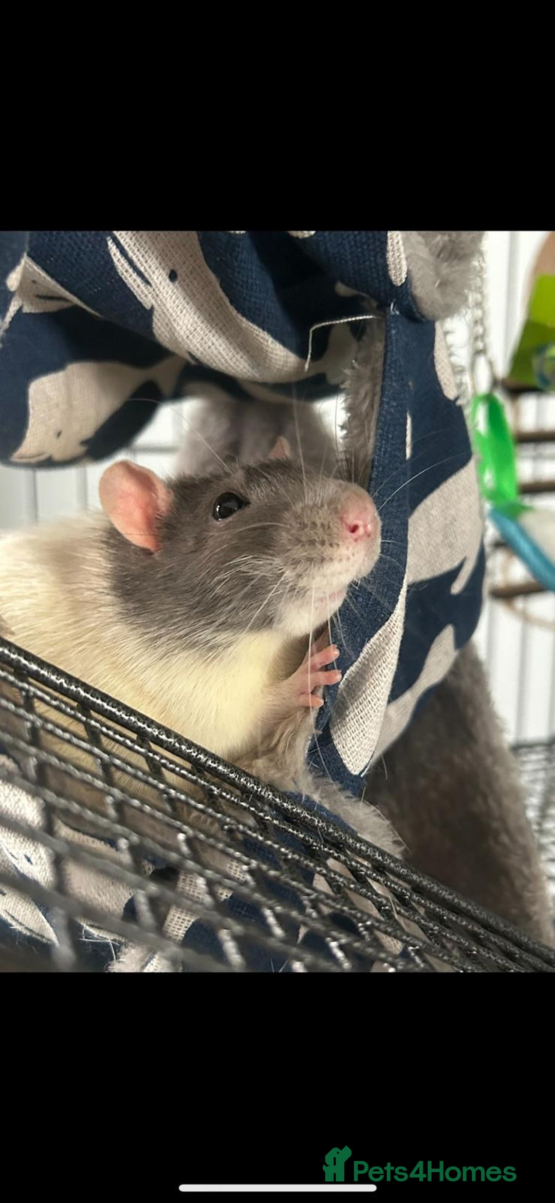 Rat rodents for sale: Brother rats - cuddly and cute - kid handled - Advert 17