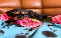 Cavapoo dogs for sale: Ruby &black n tan boys and girls  - Image 9