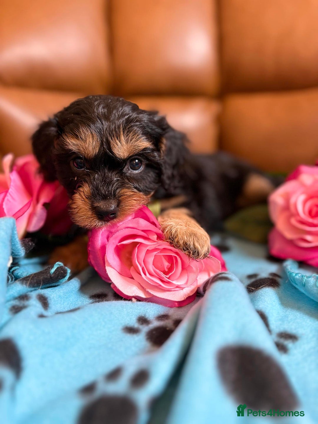 Cavapoo dogs for sale: Ruby &black n tan boys and girls  - Image 9