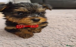 Yorkshire Terrier dogs for sale: Yorkshire Terrier teacup puppies  - Image 4