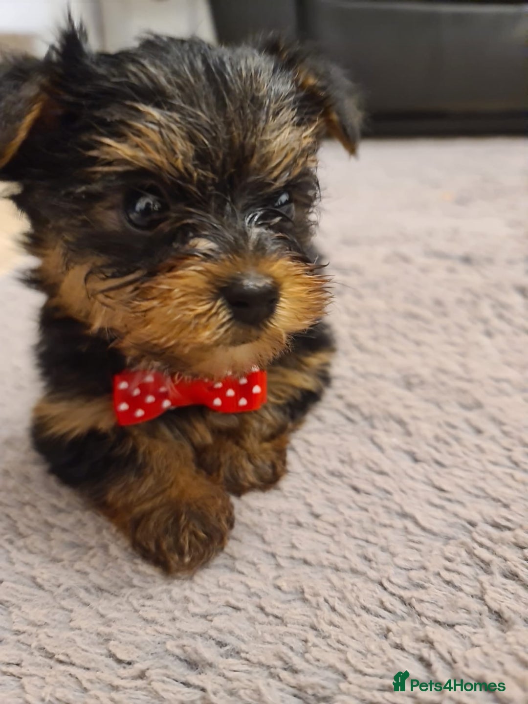 Yorkshire Terrier dogs for sale: Yorkshire Terrier teacup puppies  - Image 4