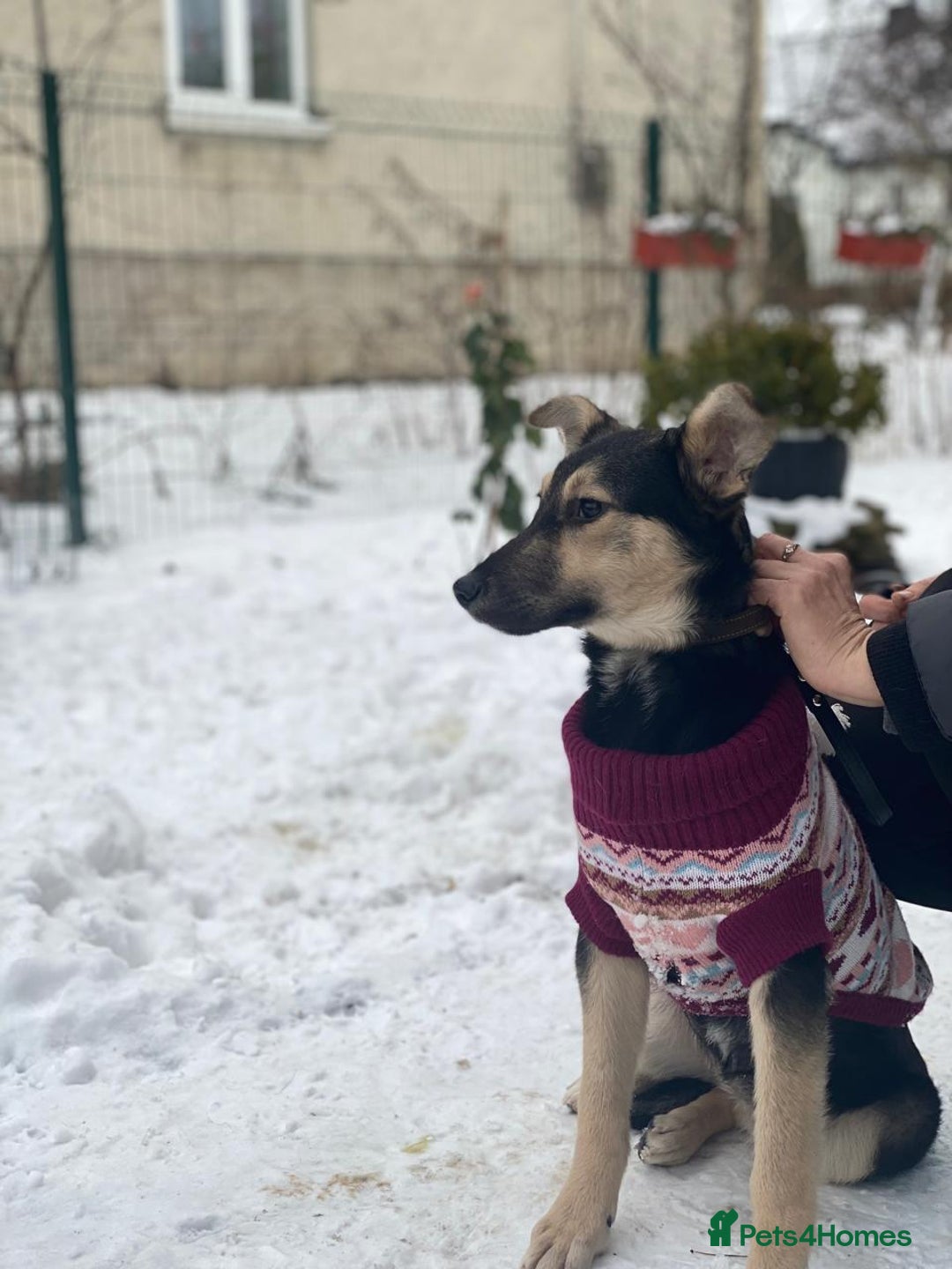 Mixed Breed dogs for adoption: ❤️ZITA&GITA❤️ – Together or Separately - Advert 12