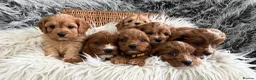 Cavapoo dogs for sale: EXCEPTIONAL EXTENSIVELY HEALTH TESTED CAVAPOOS  - Advert 10