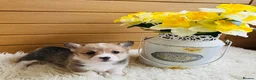 Welsh Corgi Pembroke dogs for sale: KC reg Welsh Corgi Pembroke puppies - Advert 7