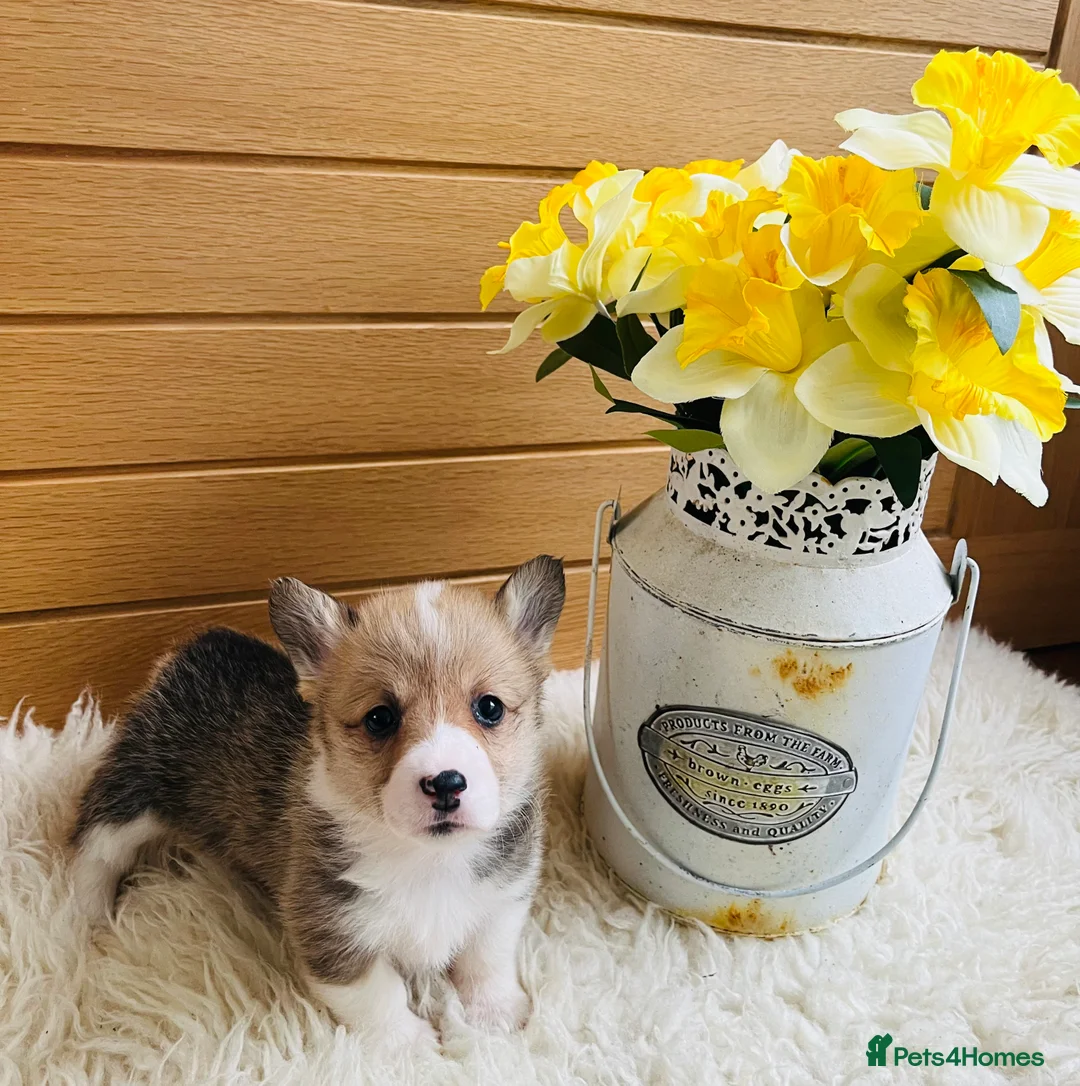 Welsh Corgi Pembroke dogs for sale: KC reg Welsh Corgi Pembroke puppies - Advert 7