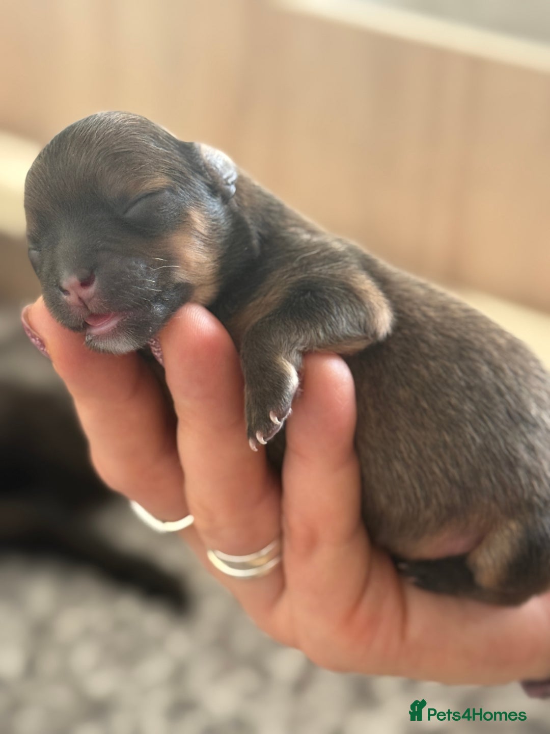 Pomeranian dogs for sale: Adorable Pomeranian puppies - ready January 25! - Advert 21