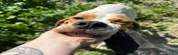 Pointer dogs for adoption: Remi (English Pointer) in Bedford - Advert 12