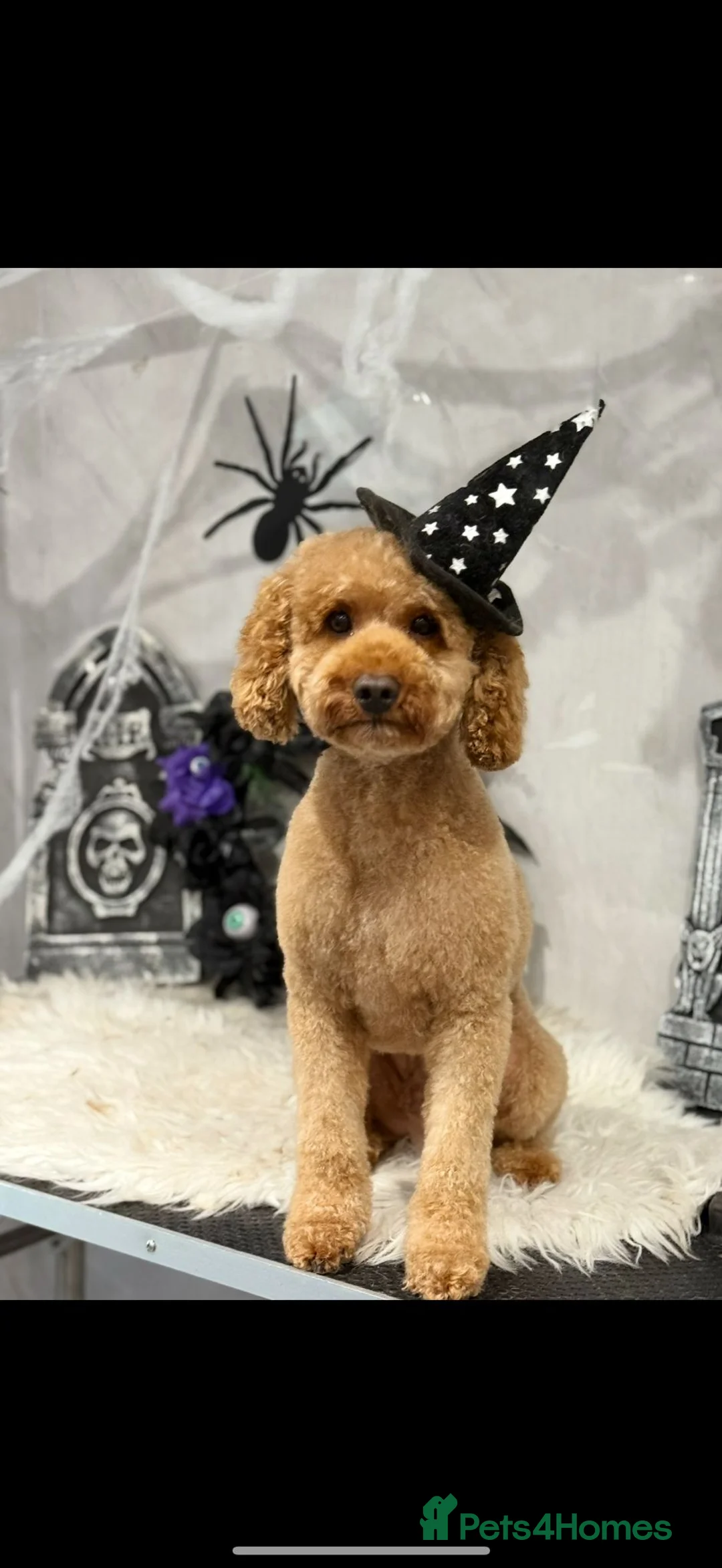 Cockapoo dogs for sale: F1 cockapoo puppies - Advert 2
