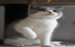 British Shorthair cats for sale: (Ready now) Registered and health checked BSH - Image 5
