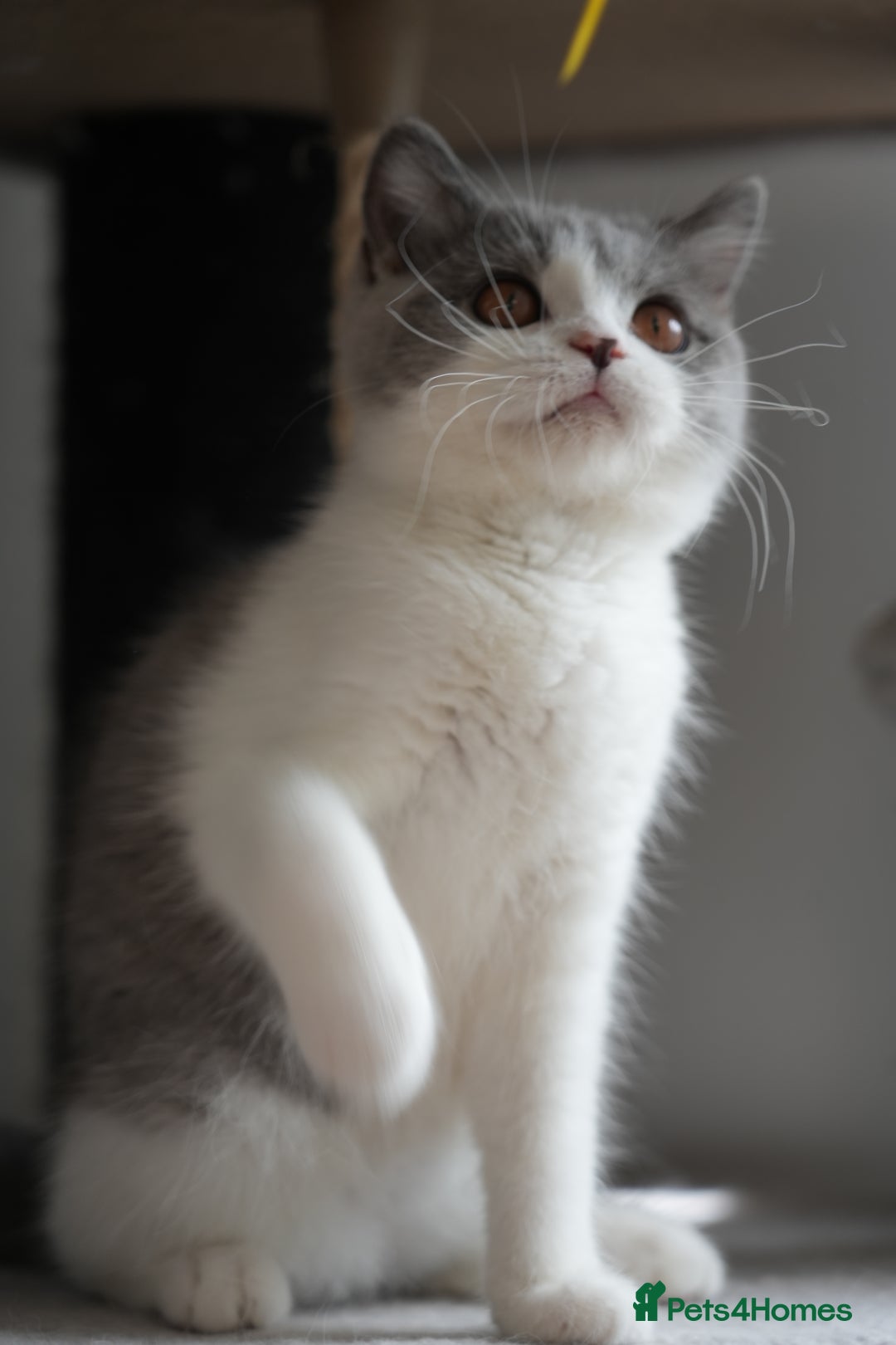 British Shorthair cats for sale: (Ready now) Registered and health checked BSH - Image 5
