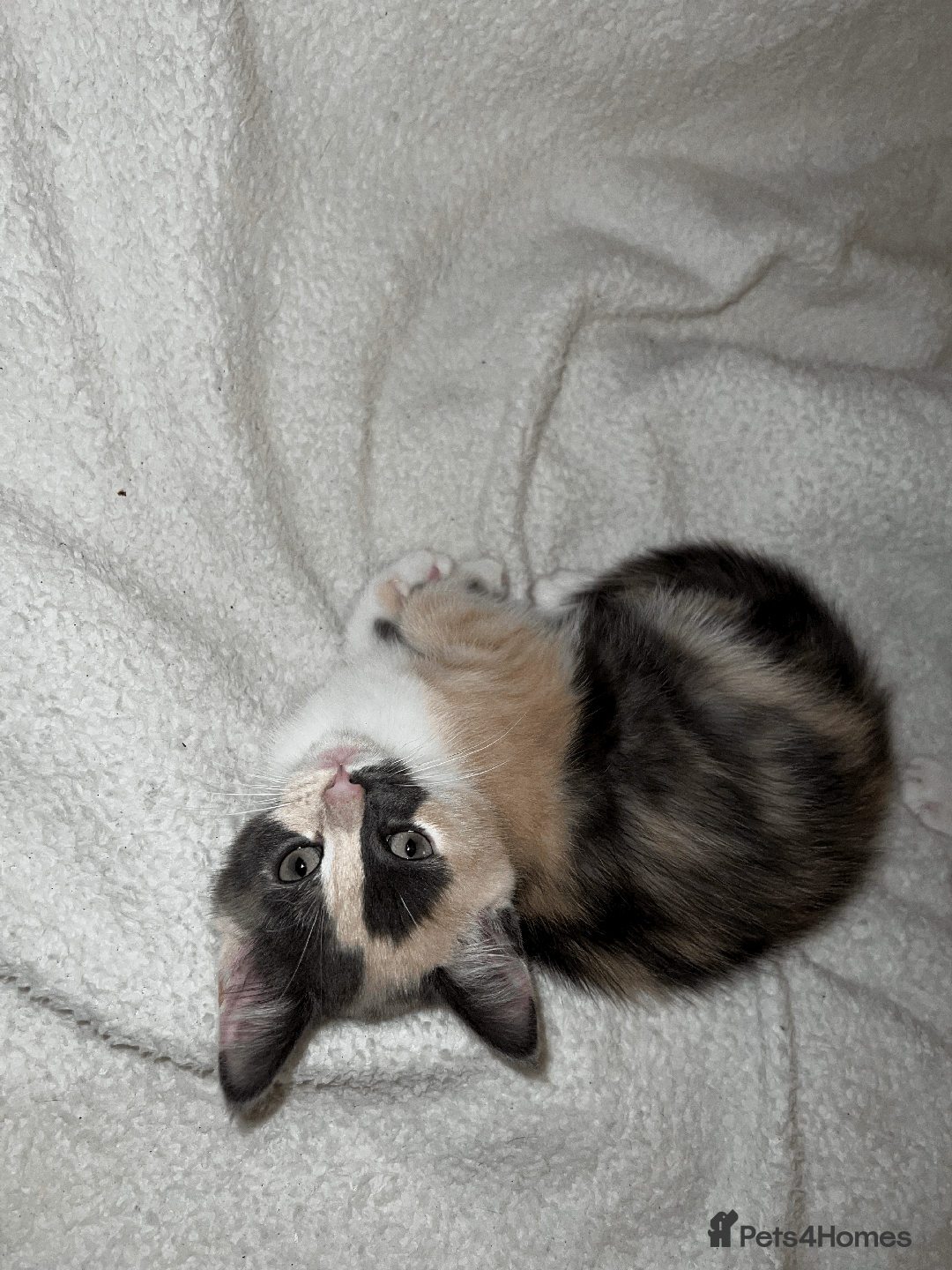 Domestic Shorthair cats for sale: Adorable Kittens Looking for Their Forever Homes - Advert 19