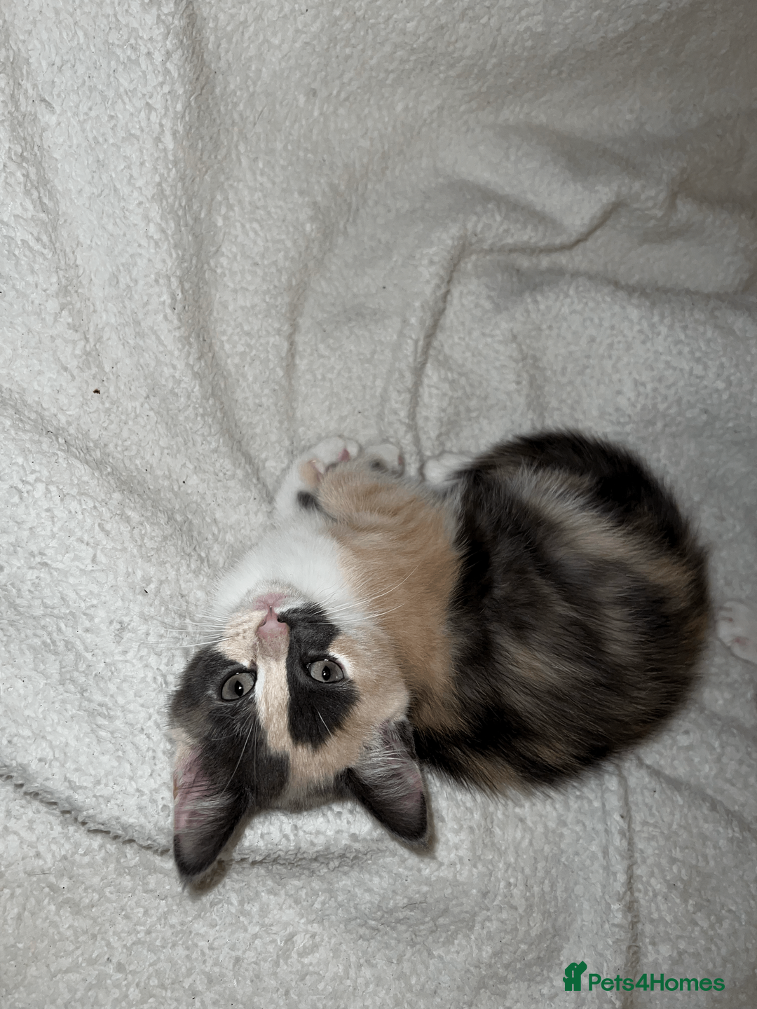 Domestic Shorthair cats for sale: Adorable Kittens Looking for Their Forever Homes - Advert 19