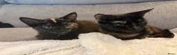 Mixed Breed cats for sale: Beautiful Female Kittens Ready for Forever Homes - Advert 3