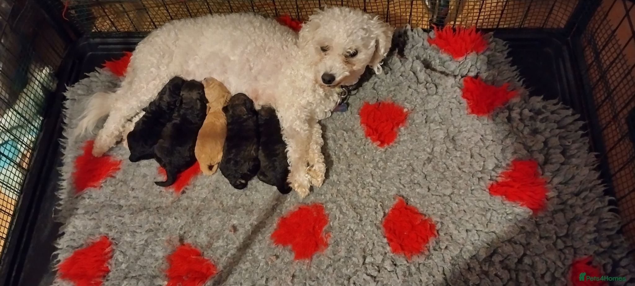 Poochon dogs ❤️one male Poochon pup left❤️ - Advert 2