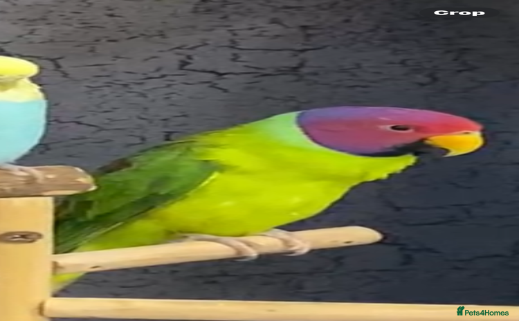 Parakeets birds - Advert 4