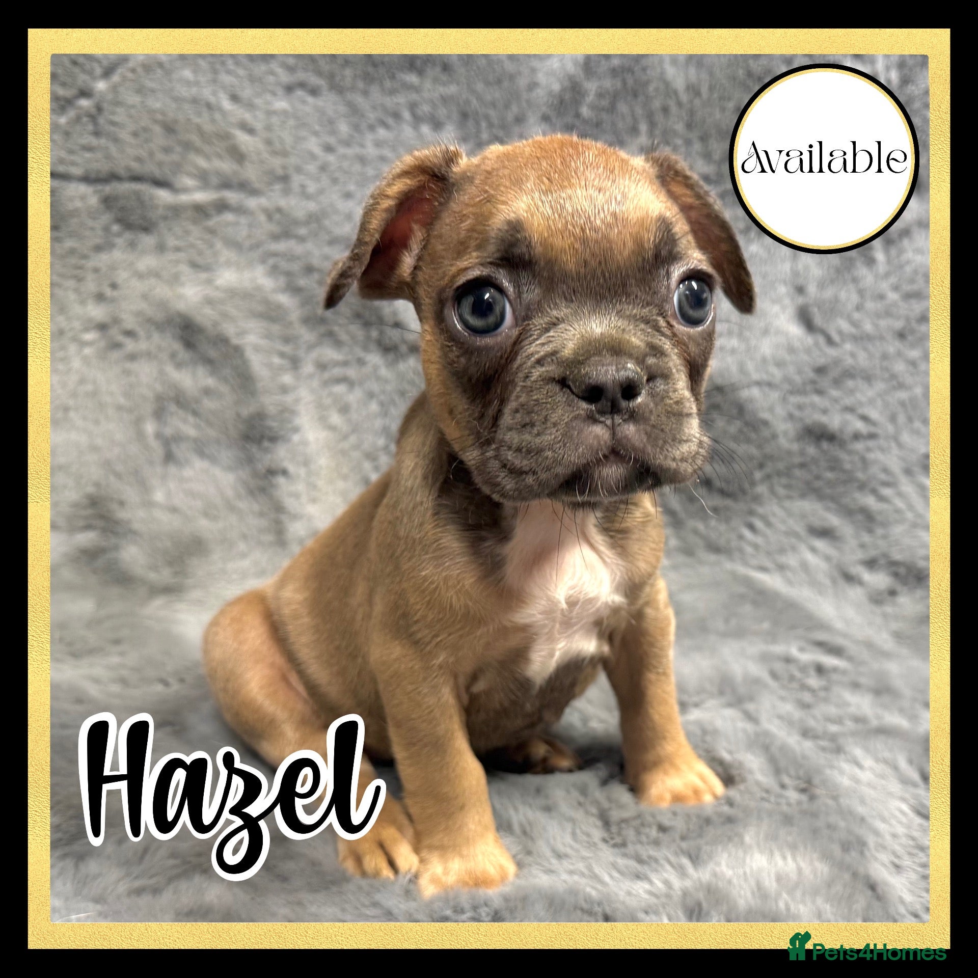 French Bulldog dogs for sale: KC Registered EXCELLENT BLOODLINE HEALTH TESTED - Advert 18