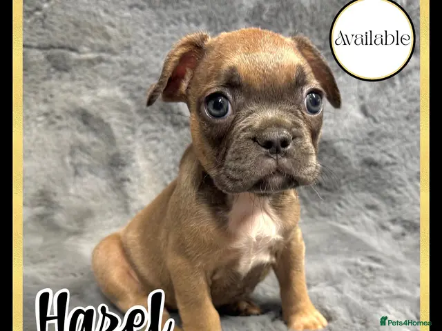 French Bulldog dogs for sale: KC Registered EXCELLENT BLOODLINE HEALTH TESTED - Advert 18