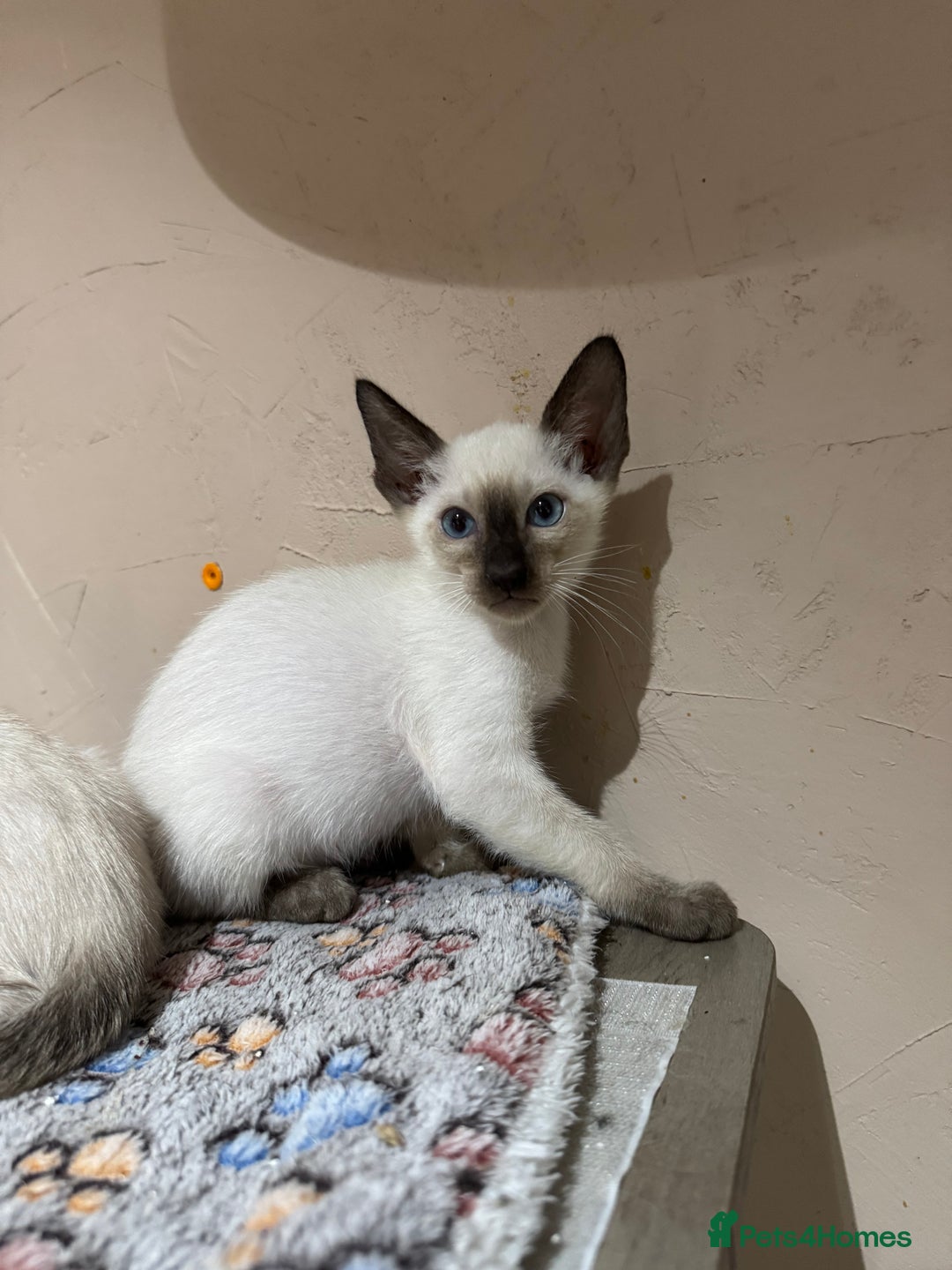Siamese cats for sale: 1 cute Siamese girl available now-fully vaccinated - Image 18