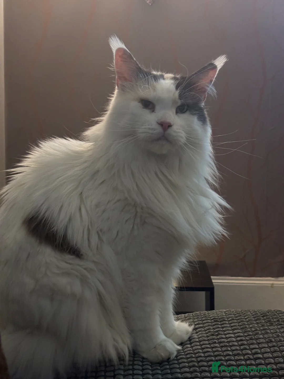 Maine Coon cats for sale: mother and daughter maine coons - Advert 1